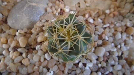 Coryphantha sp.