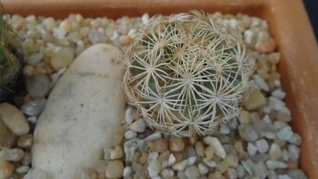 Coryphantha echinus, SB377 Val Verde Co, TX.