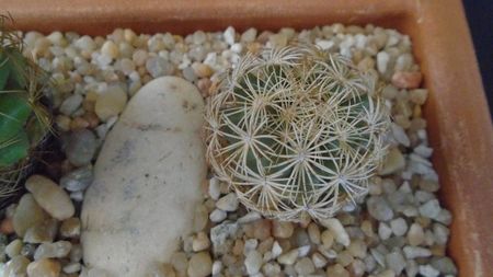 Coryphantha echinus, SB377 Val Verde Co, TX.