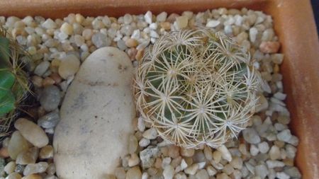 Coryphantha echinus, SB377 Val Verde Co, TX.