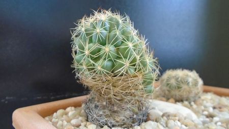 Coryphantha salm-dyckiana (Coryphantha delaetiana)