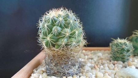 Coryphantha salm-dyckiana (Coryphantha delaetiana)