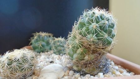 Coryphantha salm-dyckiana (Coryphantha delaetiana)