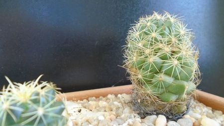 Coryphantha salm-dyckiana (Coryphantha delaetiana)