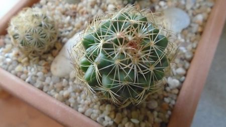 Coryphantha gladiispina (Coryphantha delaetiana)