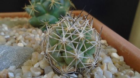 Coryphantha gladiispina (Coryphantha delaetiana)