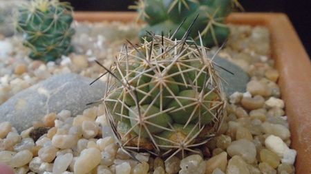 Coryphantha gladiispina (Coryphantha delaetiana)