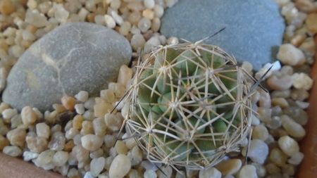 Coryphantha gladiispina (Coryphantha delaetiana)