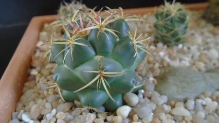 Coryphantha maiz-tablasensis