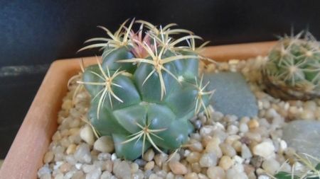 Coryphantha maiz-tablasensis