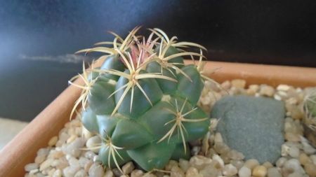 Coryphantha maiz-tablasensis