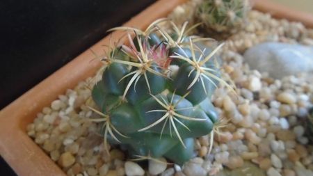 Coryphantha maiz-tablasensis