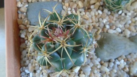 Coryphantha maiz-tablasensis