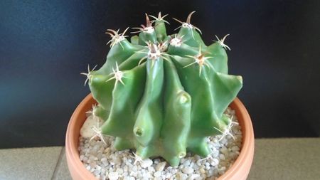 Ferocactus horridus f. brevispinus (Ferocactus peninsulae); replantat in 28 mai 2020
