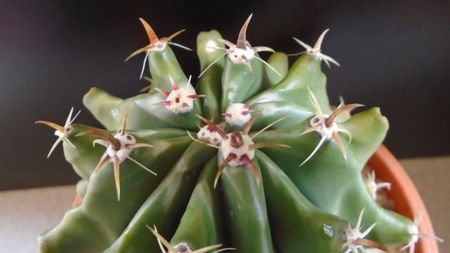 Ferocactus horridus f. brevispinus (Ferocactus peninsulae); replantat in 28 mai 2020
