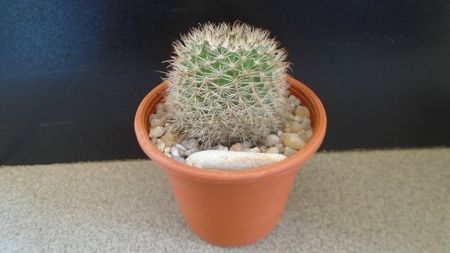 Parodia dichroacantha (Parodia microsperma); replantata in 29 mai 2020
