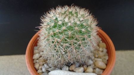 Parodia dichroacantha (Parodia microsperma); replantata in 29 mai 2020
