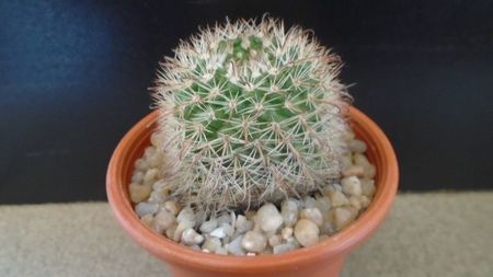 Parodia dichroacantha (Parodia microsperma); replantata in 29 mai 2020
