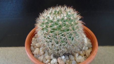 Parodia dichroacantha (Parodia microsperma); replantata in 29 mai 2020
