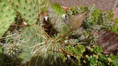 Opuntia phaeacantha