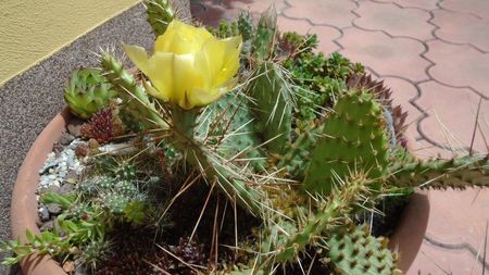 Opuntia phaeacantha