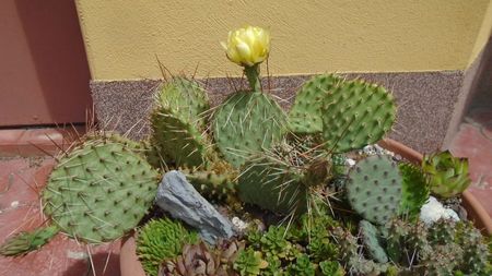 Opuntia phaeacantha