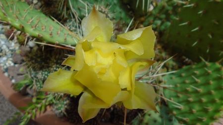 Opuntia phaeacantha