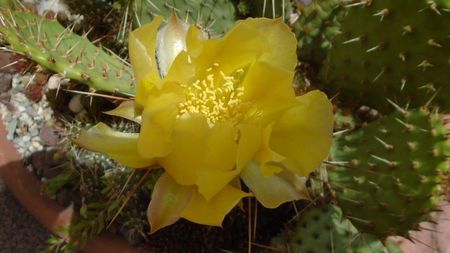 Opuntia phaeacantha