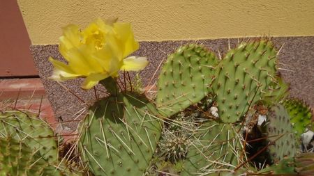 Opuntia phaeacantha