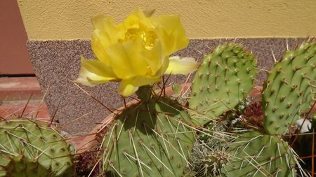 Opuntia phaeacantha