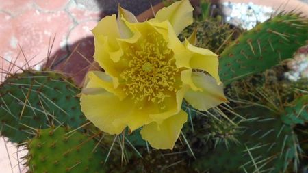 Opuntia phaeacantha