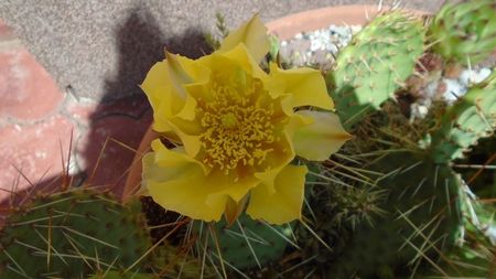 Opuntia phaeacantha