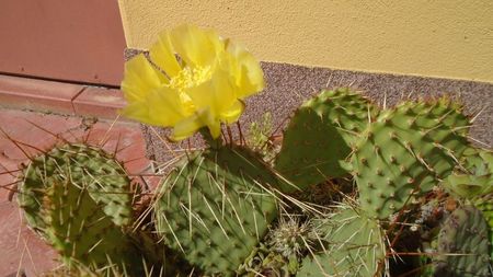 Opuntia phaeacantha