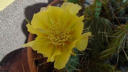 Opuntia phaeacantha