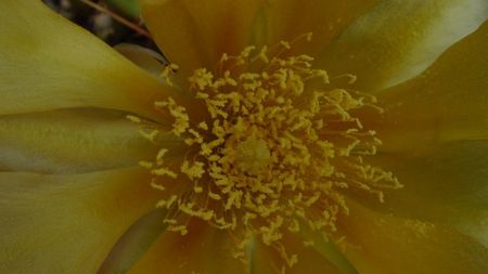 Opuntia phaeacantha