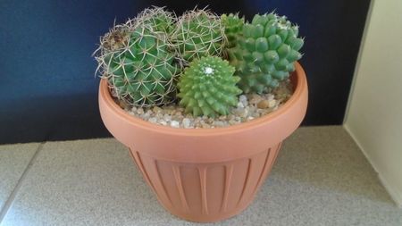 Mammillaria polythele cv. Stachellos & polythele ssp. durispina in aceeasi colonie; replantate in 29 mai 2020
