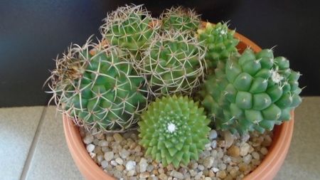 Mammillaria polythele cv. Stachellos & polythele ssp. durispina in aceeasi colonie; replantate in 29 mai 2020
