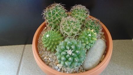 Mammillaria polythele cv. Stachellos & polythele ssp. durispina in aceeasi colonie; replantate in 29 mai 2020
