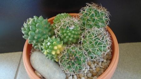 Mammillaria polythele cv. Stachellos & polythele ssp. durispina in aceeasi colonie; replantate in 29 mai 2020
