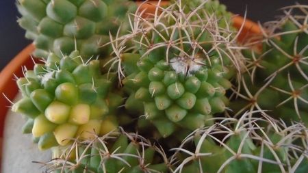 Mammillaria polythele cv. Stachellos & polythele ssp. durispina in aceeasi colonie; replantate in 29 mai 2020
