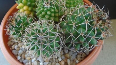 Mammillaria polythele cv. Stachellos & polythele ssp. durispina in aceeasi colonie; replantate in 29 mai 2020
