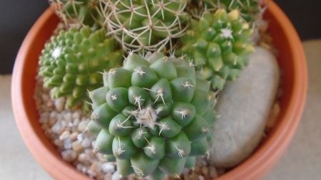 Mammillaria polythele cv. Stachellos & polythele ssp. durispina in aceeasi colonie; replantate in 29 mai 2020
