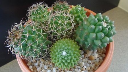 Mammillaria polythele cv. Stachellos & polythele ssp. durispina in aceeasi colonie; replantate in 29 mai 2020
