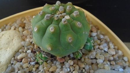 Matucana madisoniorum