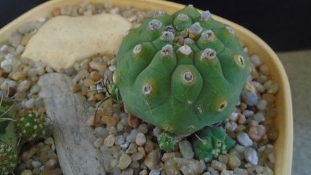 Matucana madisoniorum