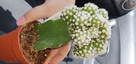 Mamillaria gracilis cv ortuga