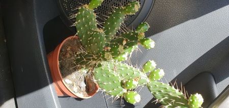 opuntia