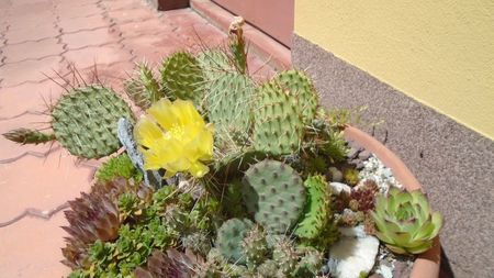 Opuntia phaeacantha