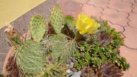 Opuntia phaeacantha