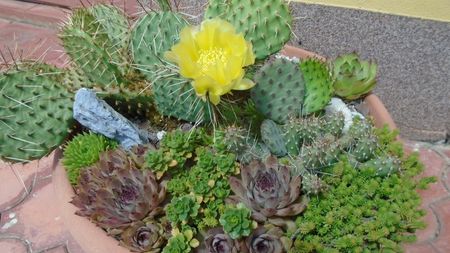 Opuntia phaeacantha